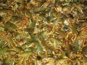 ���� �����, ���� ���������, ���� ������, �������� ���� �����