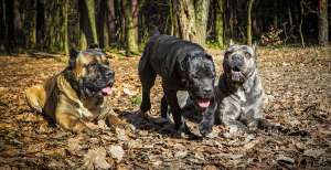 ���� ����� ��������