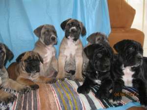 ���� ����� ��������