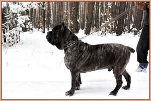 ���� ����� - �������� ����� �� ���� ���������. - ����������