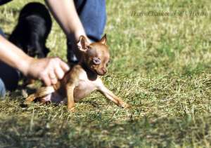 ���� ������ baby - face!