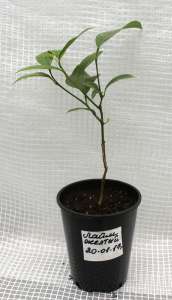 ���� ������