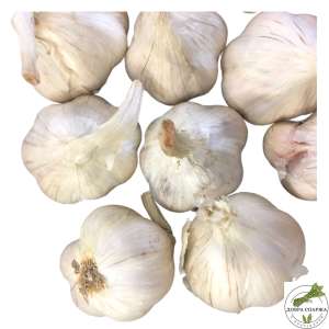 ���� ������ ���� (Jaruś) ��� ������� - 1000 ����