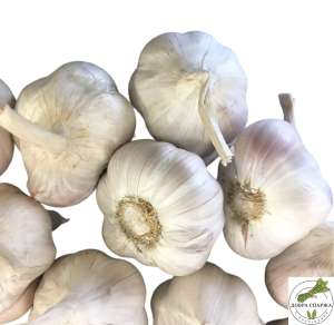 ���� ������ ���� (Jaruś) ��� ������� - 1000 ����