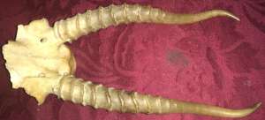 ���� ������� ���� �� ������