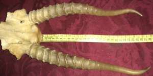 ���� ������� ���� �� ������