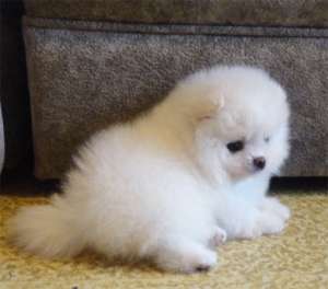 ���� ����������� ����