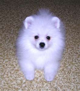 ���� ����������� ����