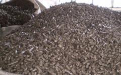 ���� ����������� (����������) - ����������