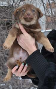 �����, 1,5 ������, ����� ��������, ��������, �������, �������� � ������� - ����������