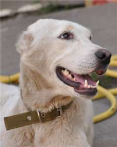 ����� � ������� ���� ������. ����, 1 ���. - ����������