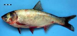 ����� �� �������� ����� ��������� 1+, 2+ ����� �� 2��. ��� �����������. - ����������