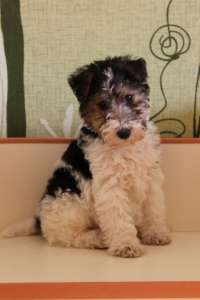 ����� �� ����������� �� ���������