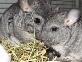 ����� ��� �������