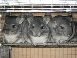 ����� ��� �������