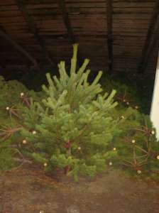 ����� ����, ����� ���������� ����� �� ������������� - ����������