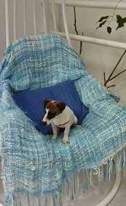 ����� ���� ������ ������ ������,(Jack Russell Terrier puppies Odessa)