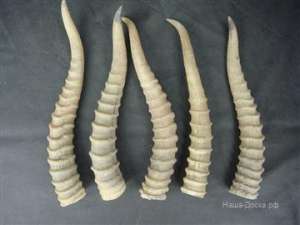 ����� ���� ������� - ����������