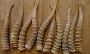 ����� ���� �������