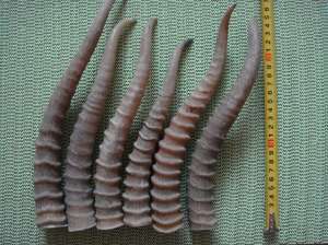 ����� ���� �������