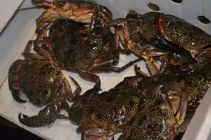 ����� �����