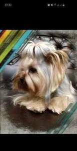 ����� ����� - ����������