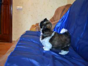 ����� ����� ��-���.