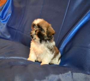 ����� ����� ��-���.