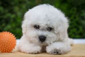 ����� ����� �����