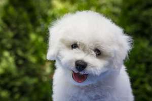 ����� ����� �����