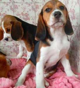 ����� ����� ����� �������� (� ������� �����������. 2 ������. ������ - ����������