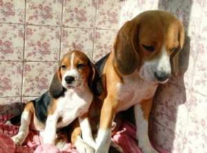 ����� ����� ����� �������� (� ������� �����������. 2 ������. ������