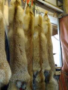 ����� ����� ������ � ���� �����. - ����������