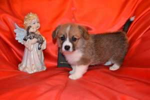 ����� ����� �������