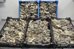 ����� ����� / ������� / ���� - ����������