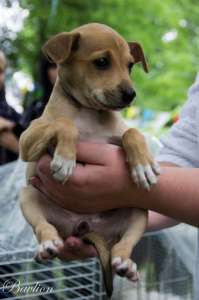 �����, �����, ������� �������, 2 ������, ����� ������, ��������������� ���� ��� - ����������