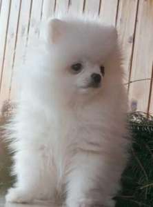 ����� ����� �������, ������������ �����. - ����������