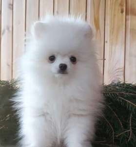 ����� ����� �������, ������������ �����.