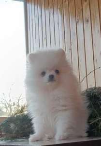 ����� ����� �������, ������������ �����.