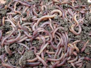 ����� �����. ��������.