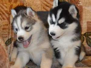 ����� ����� ��������� - ������ ����� ����� - ����������