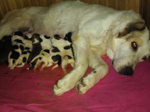 ����� ������