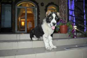 ����� ������