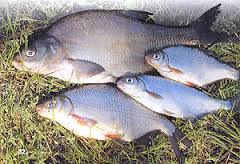 ����� ������, ������, �������, ���, �����, ������, ����, �����. ���. �������������� � ������. �������� �� ���� �������. - ����������