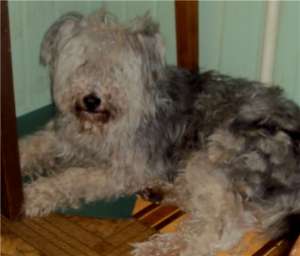 ����� ������ ��������