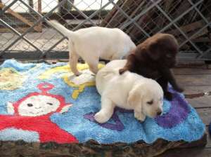 ����� ������ �������� ��������