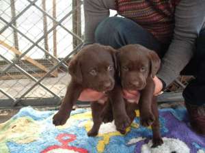 ����� ������ �������� ��������