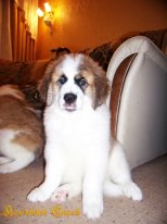 ����� ������ ���������� ���������� - ����������