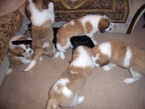 ����� ������ ���������� ���������� � ����������� �� �������� �������! - ����������