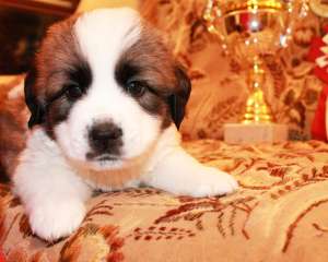 ����� ������ ���������� ���������� �� ����� �������� - ����������